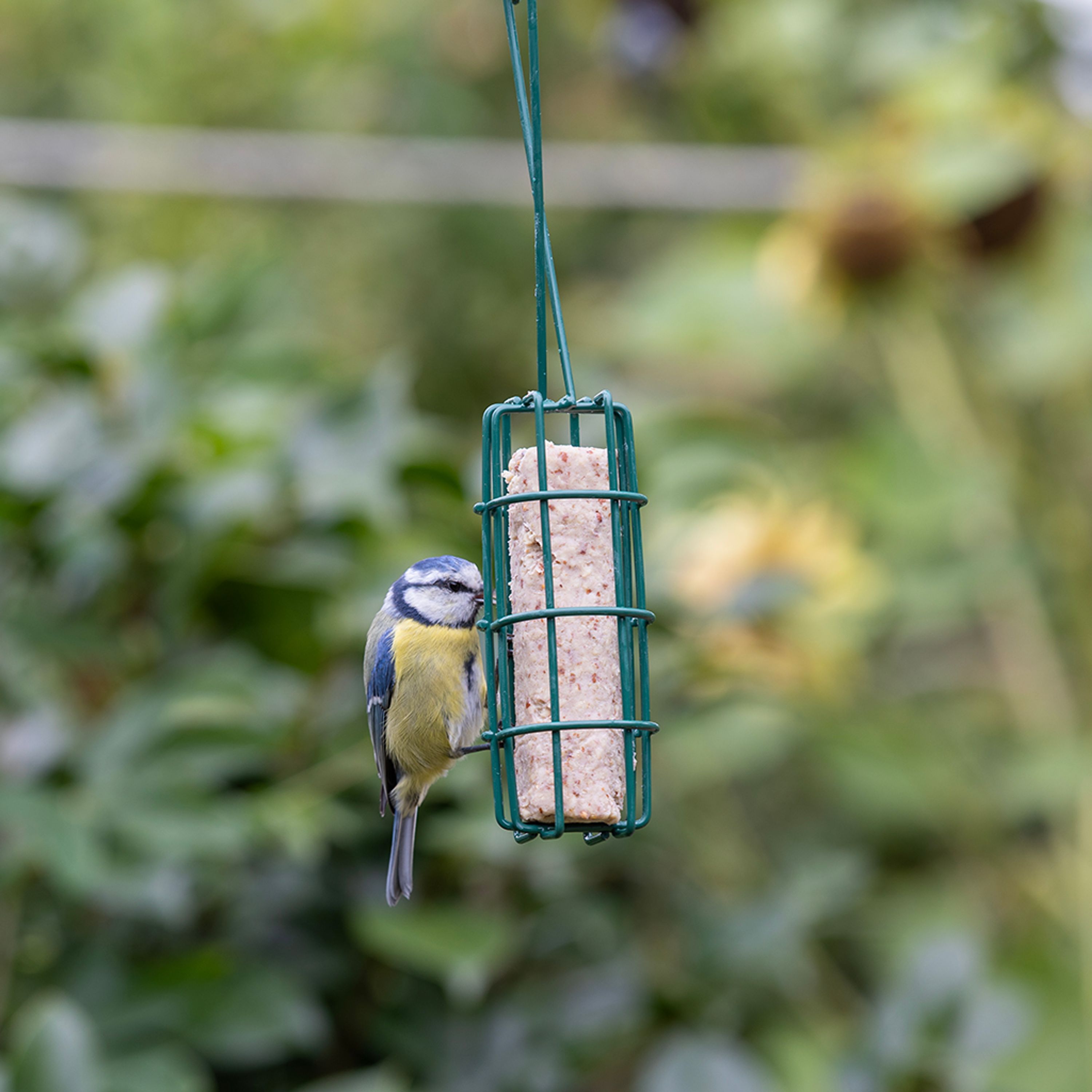 Energierollen mit Erdnüssen (6 Stück) | Vogelfutter | CJ Wildlife